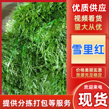 湖北沙洋精品雪里红新鲜上市啦！全国供应，无黄叶，无虫眼。