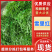 湖北沙洋精品雪里红新鲜上市啦！全国供应，无黄叶，无虫眼。