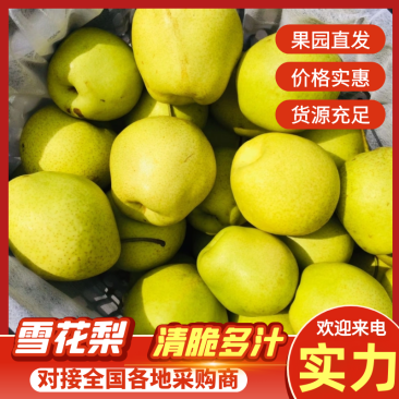 雪花梨河北梨产地一手货源，现摘现发，对接电商市场批发商