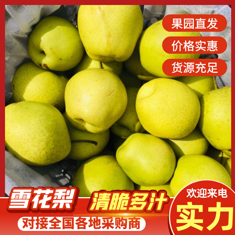 雪花梨河北梨产地一手货源，现摘现发，对接电商市场批发商