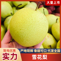 赵县雪梨，对接果汁厂，罐头厂，大量供应，保证品质货源充足