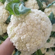 山东聊城精品菜花/松花菜/量大价优/可视频看货/欢迎咨询
