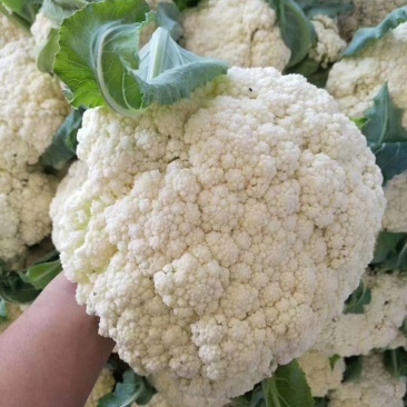 山东聊城精品菜花/松花菜/量大价优/可视频看货/欢迎咨询