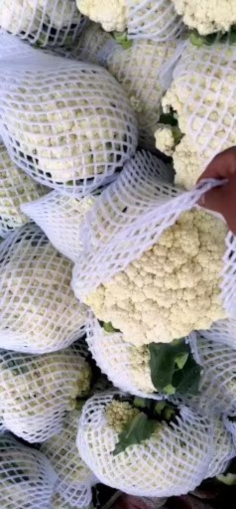 山东聊城精品菜花/松花菜/量大价优/可视频看货/欢迎咨询