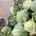 山东聊城精品圆包菜/甘蓝/量大价优/可视频看货/欢迎咨询
