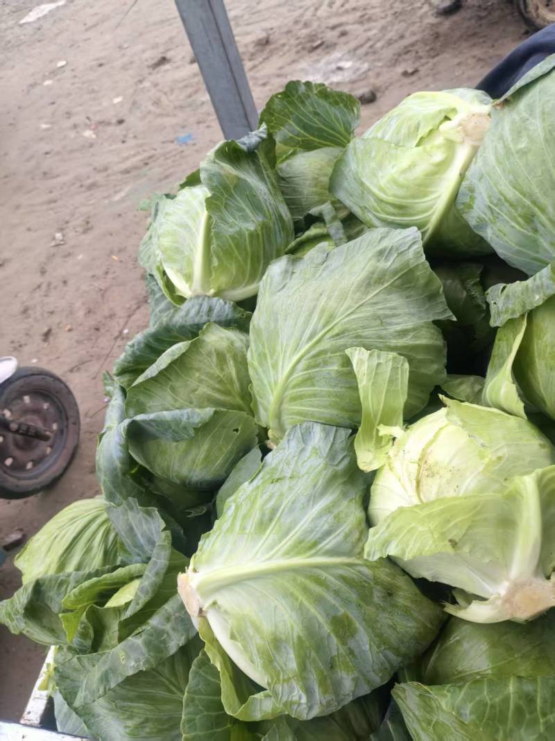 山东聊城精品圆包菜/甘蓝/量大价优/可视频看货/欢迎咨询
