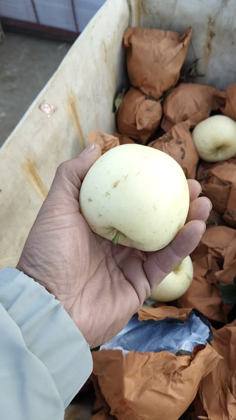 奶油富士苹果大量有货，新鲜现货，保质保量欢迎选购