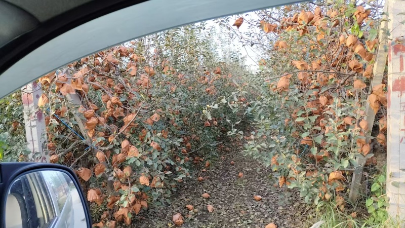奶油富士苹果大量有货，新鲜现货，保质保量欢迎选购
