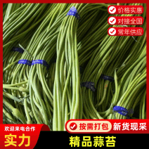 金乡优质红帽蒜苔，质量好，价格真实量大从优欢迎咨询