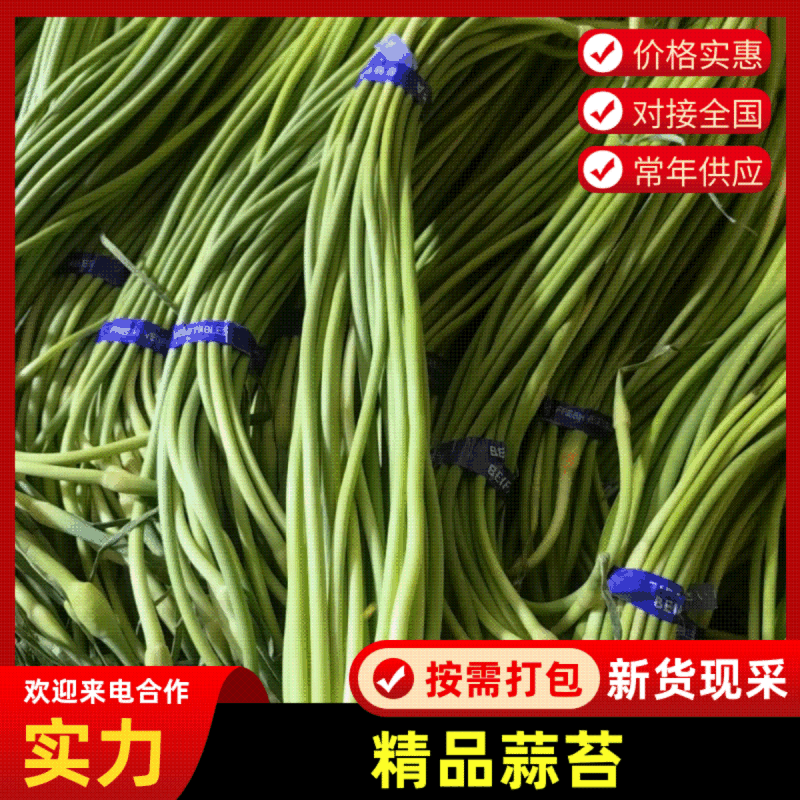 金乡优质红帽蒜苔，质量好，价格真实量大从优欢迎咨询