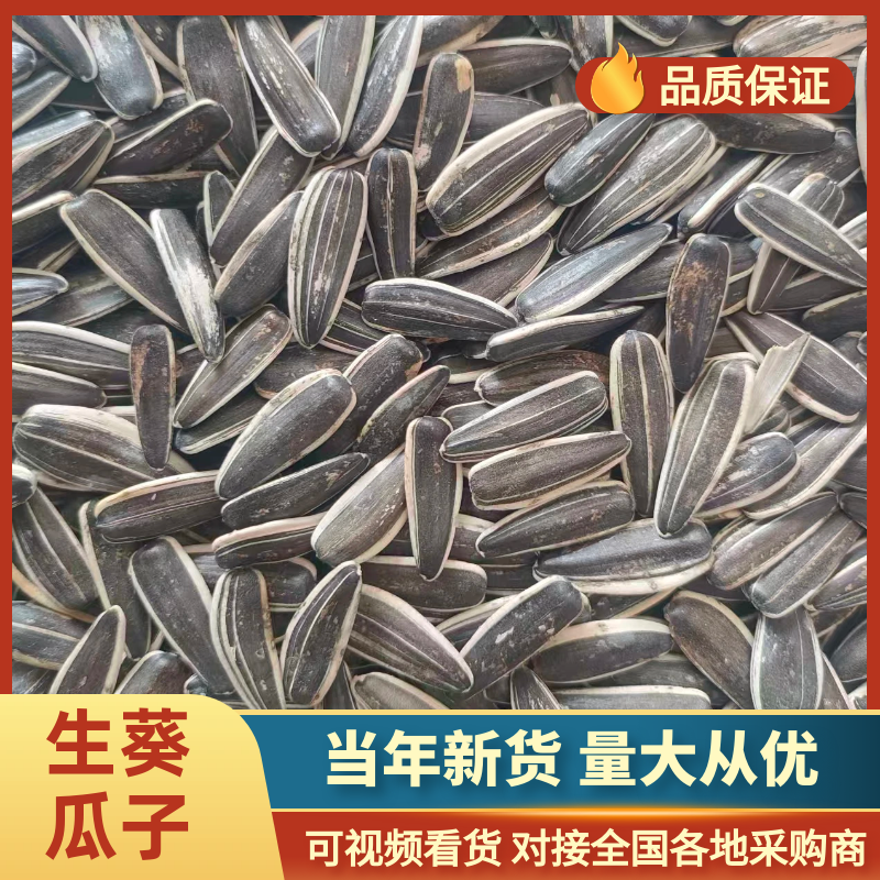 生葵瓜子大量供货全国对接市场加工厂商超电商团购