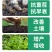 彤林有机肥水溶肥大豆蛋白生根壮根水果蔬菜种植