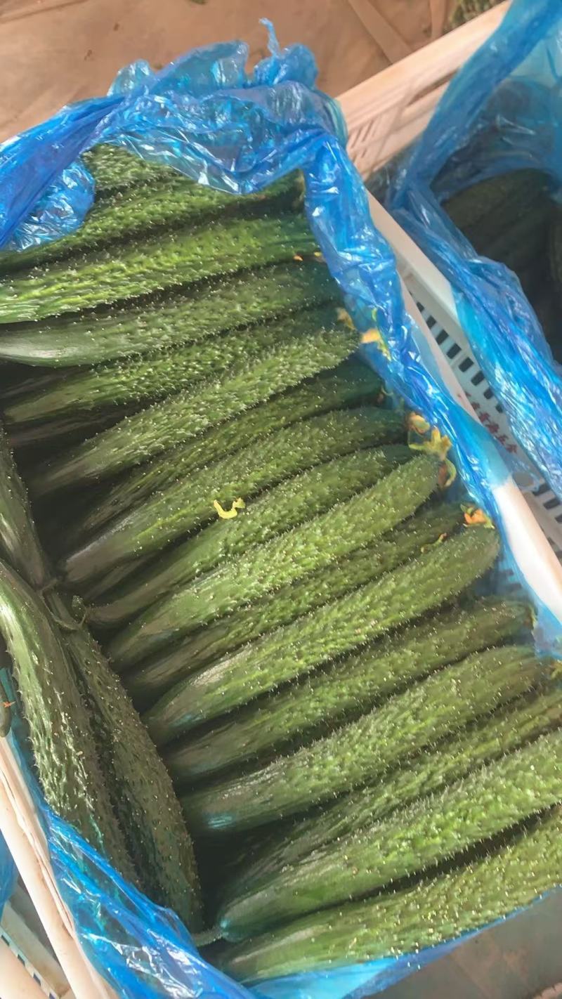 密刺黄瓜大量有货精品绿心黄瓜全国代发可视频看货