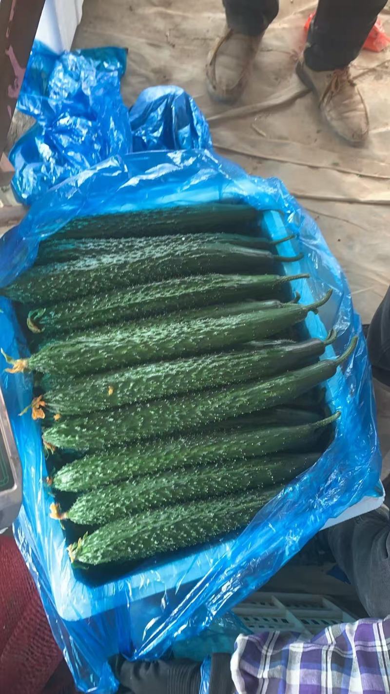 密刺黄瓜大量有货精品绿心黄瓜全国代发可视频看货