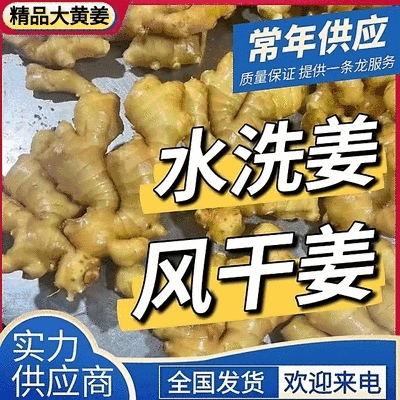 山东风干姜/大黄姜，带土/出口/精加工/实地考察/发货