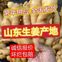 风干姜/日照大黄姜，水洗姜/泥姜/可出口/随到随装