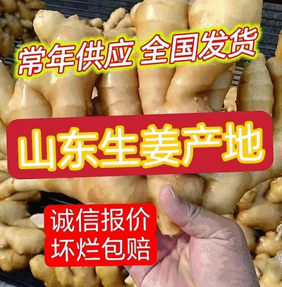 风干姜/日照大黄姜，水洗姜/泥姜/可出口/随到随装