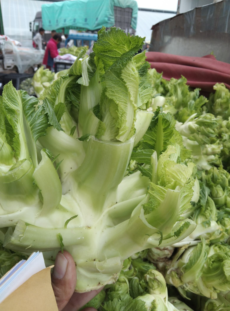 【实力货源】儿菜基地直发供货量大对接档口诚信经营