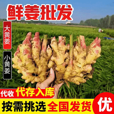 【红芽姜】青苗姜批发/产地现挖/常年供应/坏烂包赔/全国