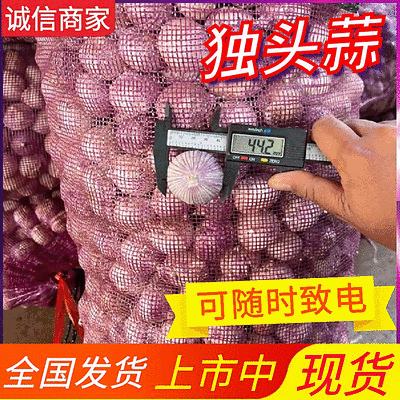 （云南）独头蒜批发/紫皮蒜/坏烂包赔/常年供应/全国发货