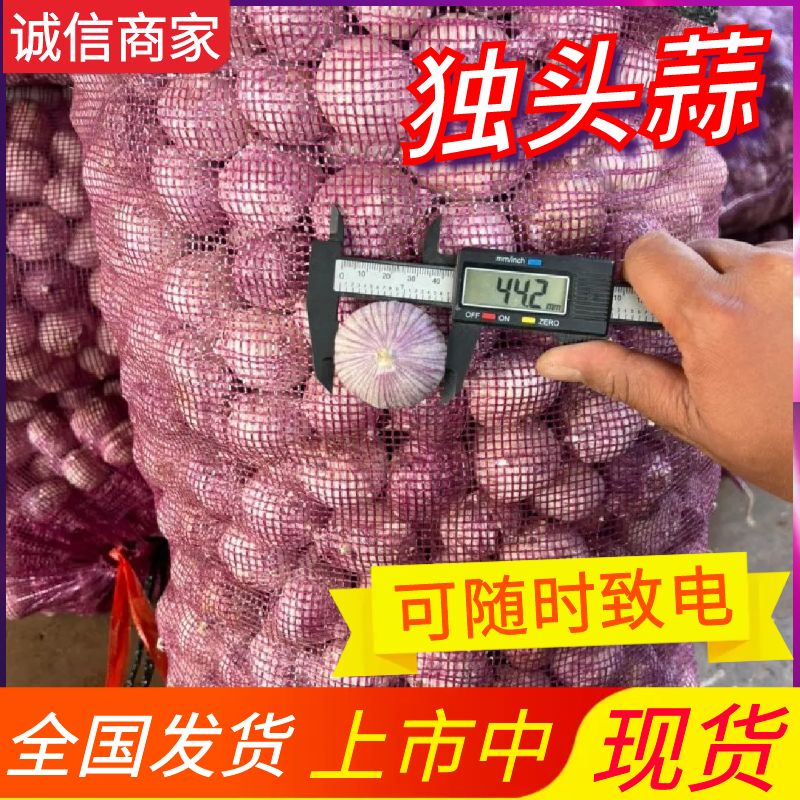 （云南）独头蒜批发/紫皮蒜/坏烂包赔/常年供应/全国发货