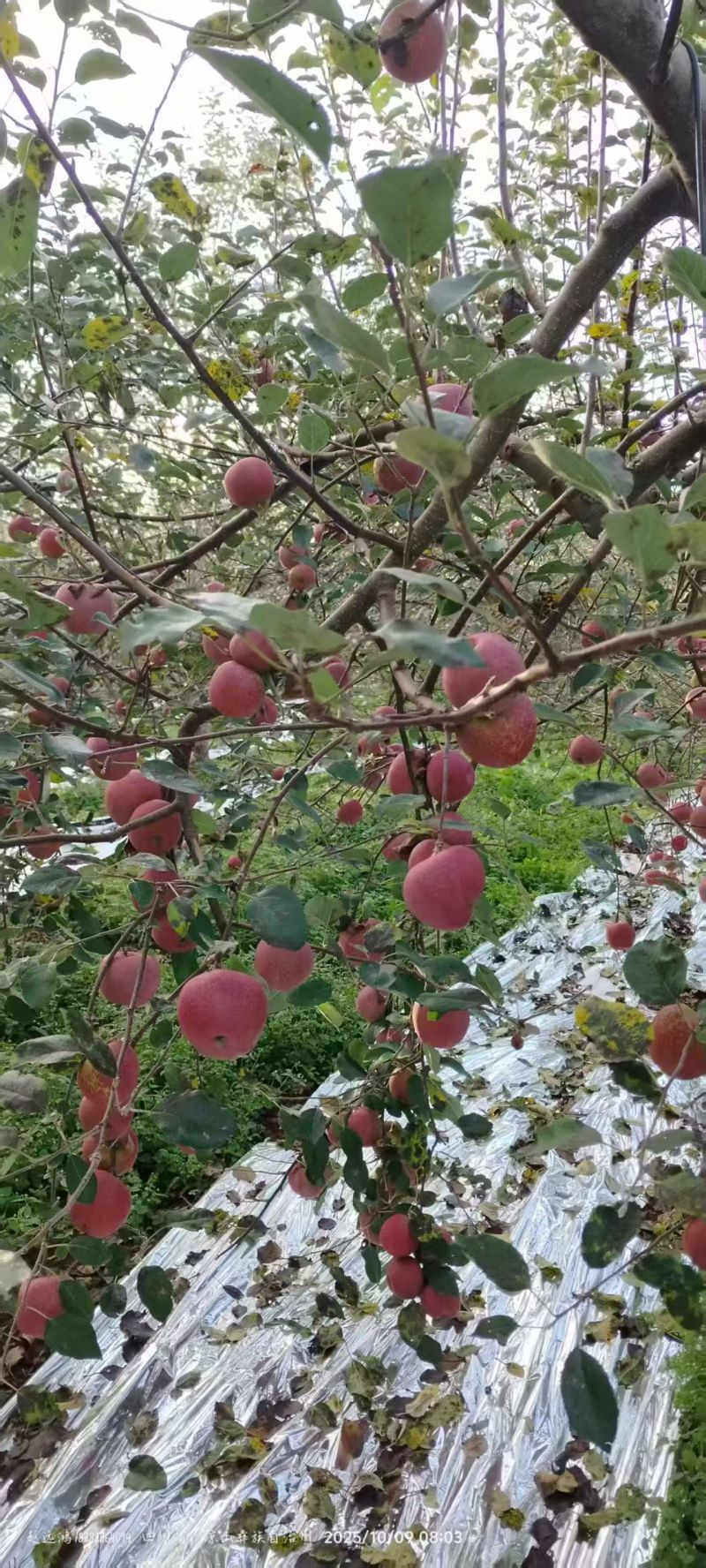 四川汉源高山糖心丑苹果/现采现发/量大价优/欢迎咨询