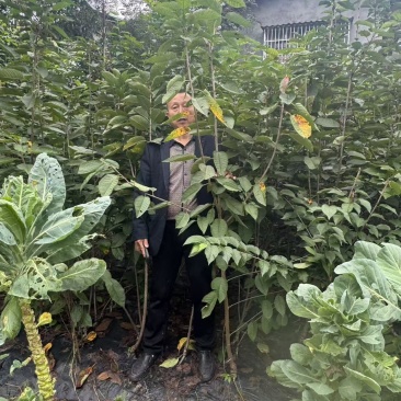 苍溪车厘子苗自家苗圃一手货源一手价格货量大可以现场看货