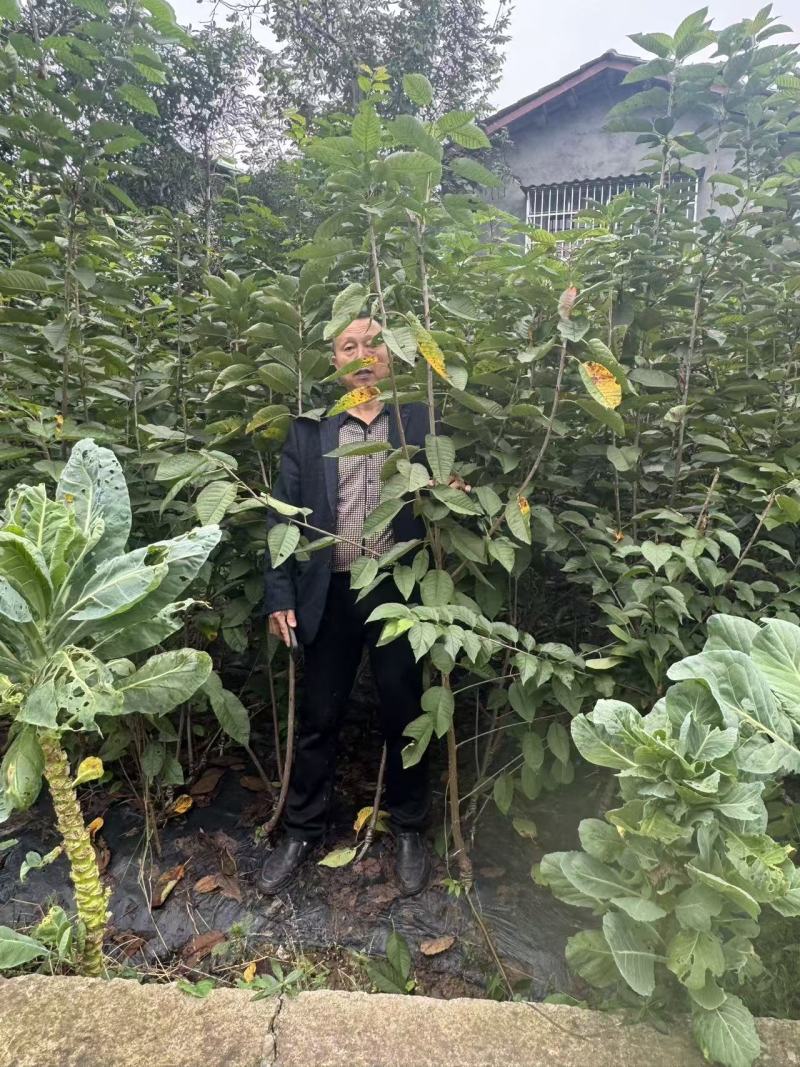 苍溪车厘子苗自家苗圃一手货源一手价格货量大可以现场看货