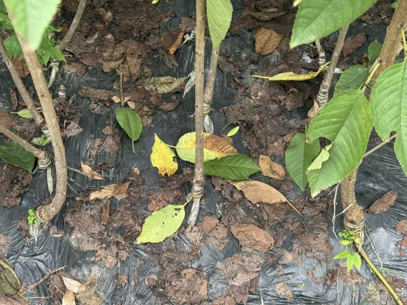 苍溪车厘子苗自家苗圃一手货源一手价格货量大可以现场看货