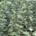 苍溪车厘子苗自家苗圃一手货源一手价格货量大可以现场看货