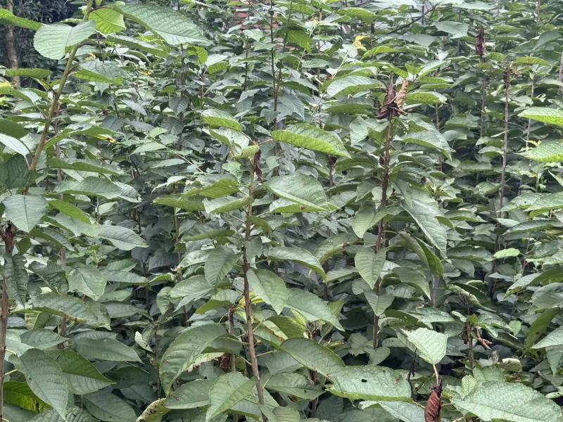 苍溪车厘子苗自家苗圃一手货源一手价格货量大可以现场看货