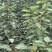 苍溪车厘子苗自家苗圃一手货源一手价格货量大可以现场看货