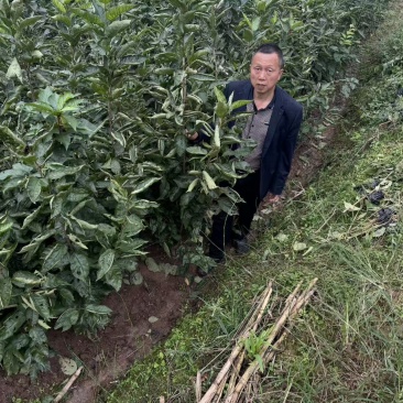 广元红妃樱桃苗成活率高坐果快根系粗壮产量高回报周期短