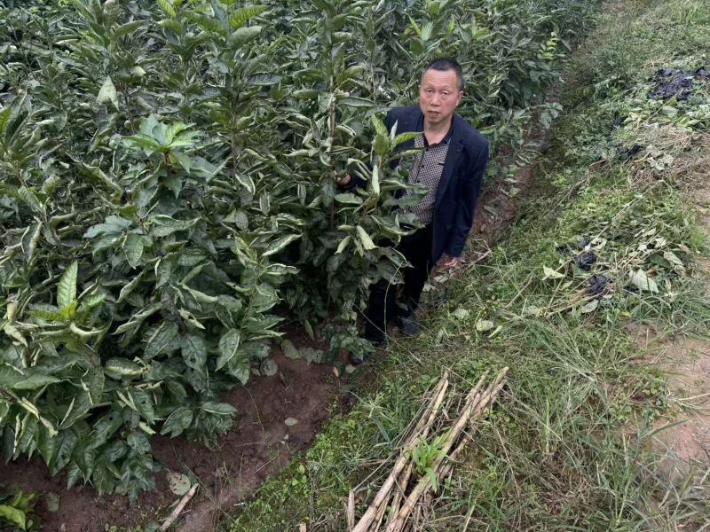 广元红妃樱桃苗成活率高坐果快根系粗壮产量高回报周期短