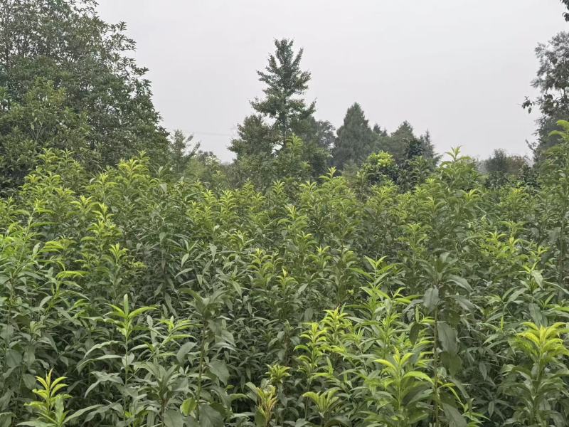 四川蜂糖李子苗嫁接苗大小规格齐全品种纯正成活率高全国接单