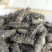 半干野生拉缸盐海参东安岛岛非纯淡干底播即食礼盒霞浦南方刺参