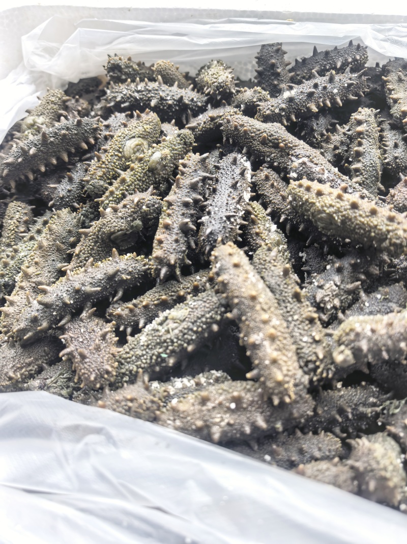 半干野生拉缸盐海参东安岛岛非纯淡干底播即食礼盒霞浦南方刺参