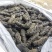 半干野生拉缸盐海参东安岛岛非纯淡干底播即食礼盒霞浦南方刺参
