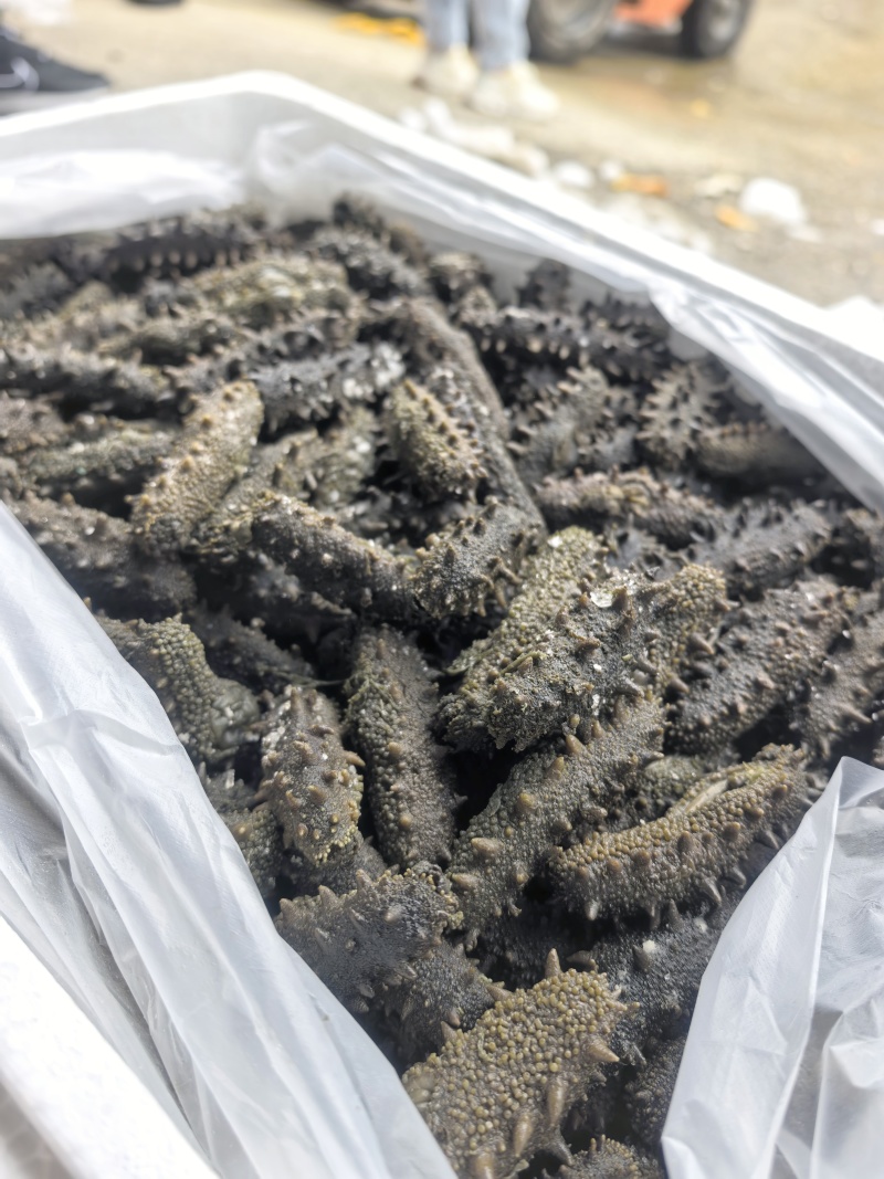 半干野生拉缸盐海参东安岛岛非纯淡干底播即食礼盒霞浦南方刺参