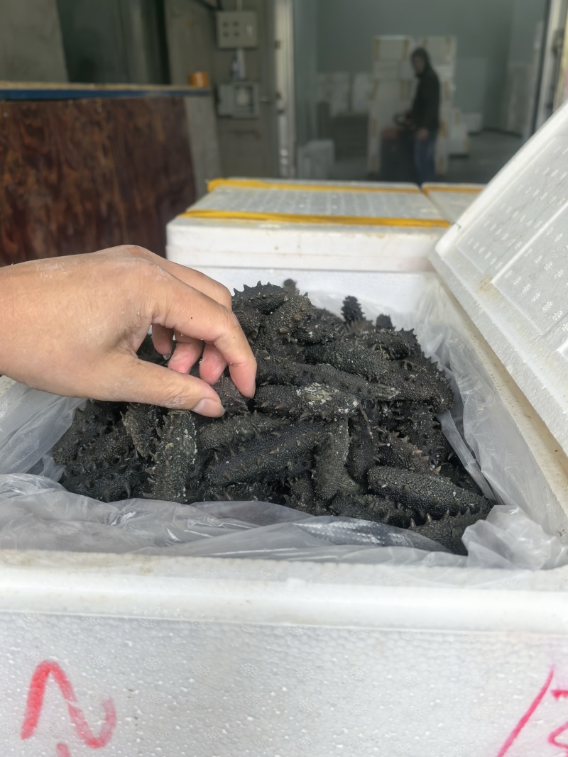 半干野生拉缸盐海参东安岛岛非纯淡干底播即食礼盒霞浦南方刺参