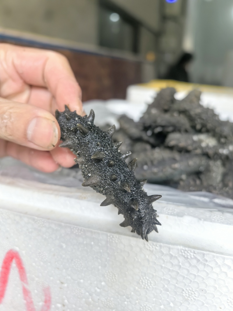 半干野生拉缸盐海参东安岛岛非纯淡干底播即食礼盒霞浦南方刺参
