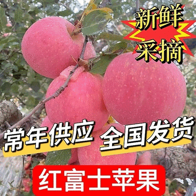 《精选》红富士苹果/礼盒包装齐/可实地考察/可全国发货/