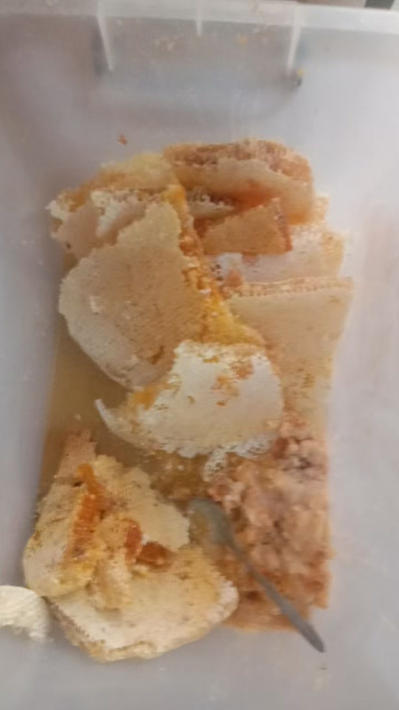 盐源深山正宗土蜂蜜结晶度好纯正小件也能发货全国接单按需
