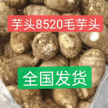 芋头8520，口感软糯，货源充足/全国发货随到随装