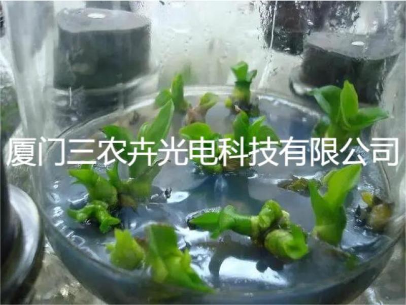 120cm-蝴蝶兰组培灯