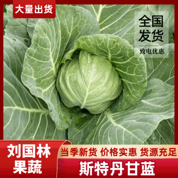 湖北嘉鱼潘家湾刘国林圆包菜，思特丹甘蓝，产地直发