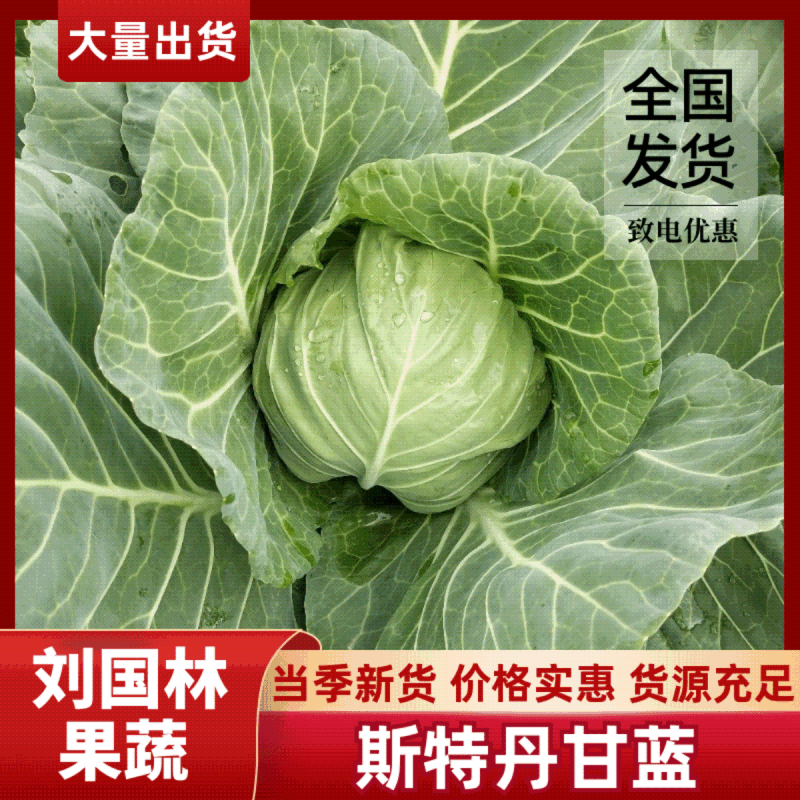 实力甘蓝湖北发货斯特丹甘蓝，包菜甘蓝价格合理进店咨询
