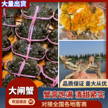 洪湖市精品清水大闸蟹，一手货源，包邮死蟹包赔，可混批