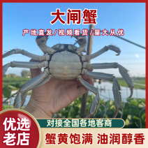 热卖大闸蟹洪湖清水蟹规格齐全包邮损耗包赔可支持混
