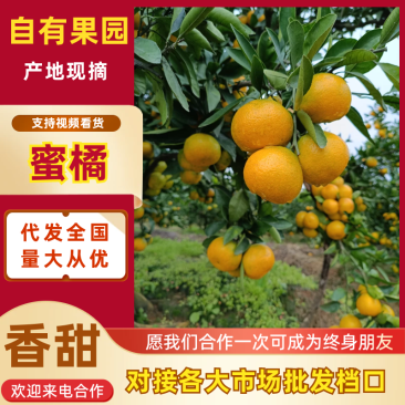 精品蜜橘柑桔汉中蜜橘产地直发品质保障皮薄味甜